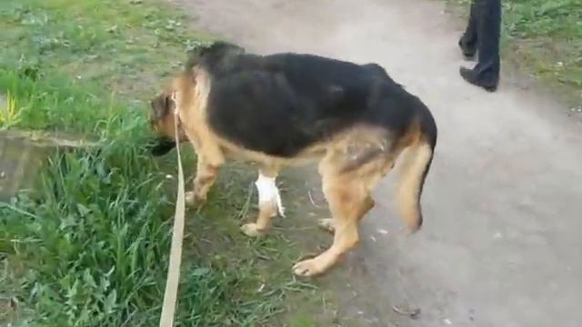 На Пулковском шоссе найден кобель нем. овчарки ! смотреть онлайн