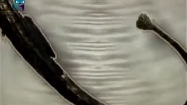 Иглы-рыбы (Морские иглы) смотреть онлайн