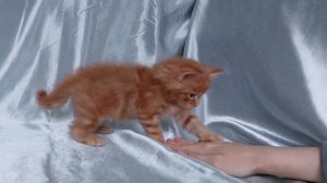 Рыжий котенок мейнкун