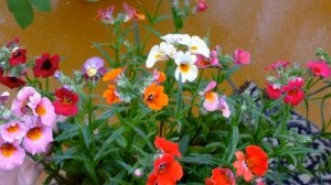 ВАРИАНТЫ КОМПОЗИЦИЙ ЦВЕТОВ в кашпо и вазонах #цветы #цветыдлясада #композициицветов #идеидлясада