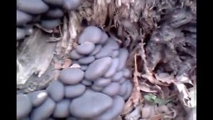 Как растут Вешенки на пнях Грибы в лесу