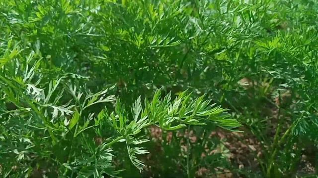 Огород Молодого фермера 17 березня смотреть онлайн