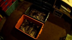 Червь дендробена венета .Чем удобней полить субстрат с червем.. При кормлении. Лучший способ.