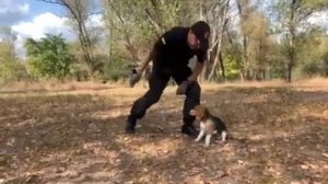 Дрессировка щенка бигля. Rozi 4m