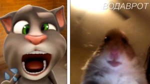 Том оценивает хомяков