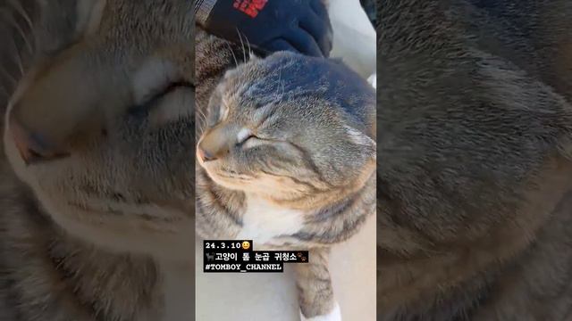 2024년 3월 10일 ♡ / ⇩ #고양이톰 눈곱 귀청소🐾 / #TOMBOY_CHANNEL ⇦𝚃𝙰𝙶 𝙲𝙻𝙸𝙲𝙺 / #고양이일상 смотреть онлайн