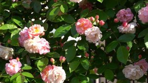 Cornelia　(Vine rose)  May 2022  /  コーネリア　(つるばら)