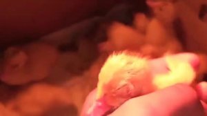 Вывод индоутят тяжёлой французской линии/потери/что у утëнка с глазом?