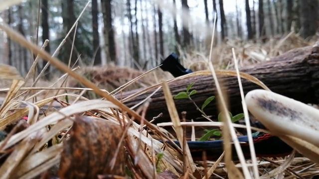 Осмотр первой пары рогов. Приспособление для ношения рогов