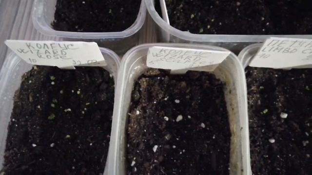 #колеусы #выращиваниеизсемян #цветы Вырастить колеус из семян. смотреть онлайн