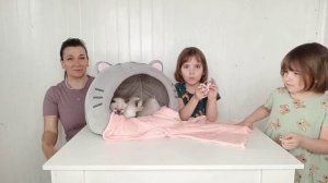 дети кошки
