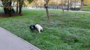 Прогулка_по_Гагаринскому_парку._Бушующий_Салгир..mp4