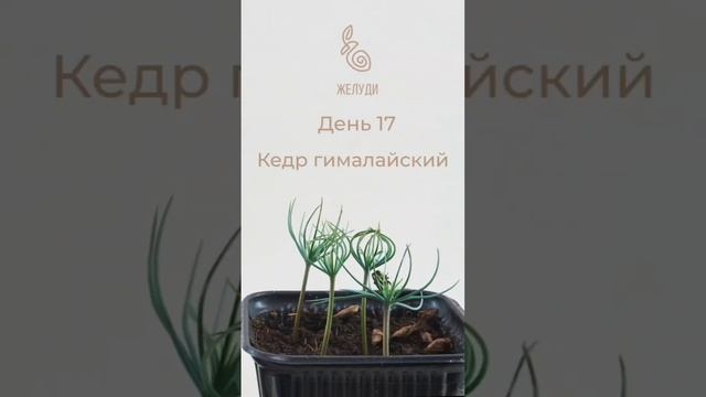 Сеянцы кедра гималайского. Первый месяц из жизни дерева долгожителя