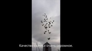 Рябозобые Голуби!  Чичикало Александр.