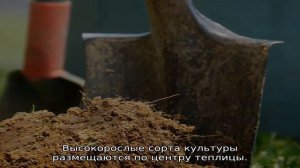 На каком расстоянии сажать помидоры