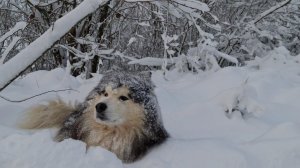 Orchestra " Lounge-Lion-ivanish"  Don't be sad it's just winter / Не грусти ,это всего лишь зима