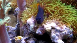 Собачка-эксен двухцветная.mp4