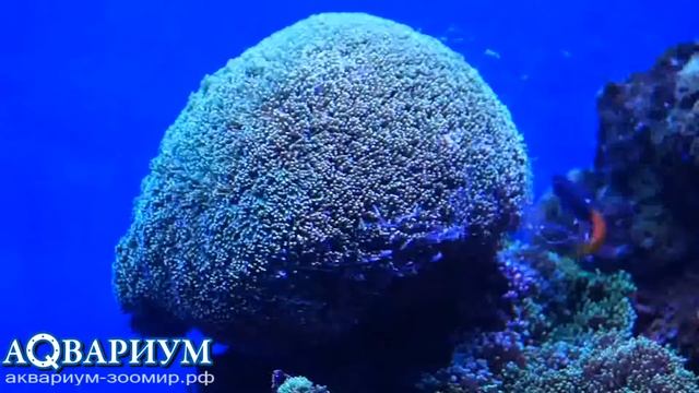 Рифовый аквариум № 2 (г. Красноярск). смотреть онлайн