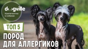 ТОП 5 Гипоаллергенных пород собак - Собаки для аллергиков