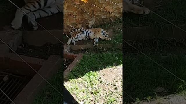 Tigers at johannesburg zoo