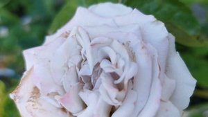 WESTMINSTER ABBEY! ROSE plant by SCHREURS 2021 Netherlands バラ ウェストミンスター アビー