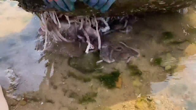 【English sub】小章赶海，龙虾躲在石头下，八爪鱼泛滥抓不完！好多大鱼搁浅海滩#octopus#lobster#fish