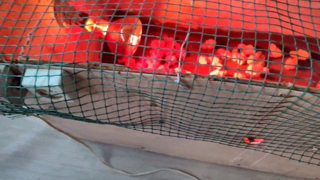 Вкусная птичка перепел. Заготовка мяса от самого яйца. В магазине посмотришь облизнешся и уйдешь