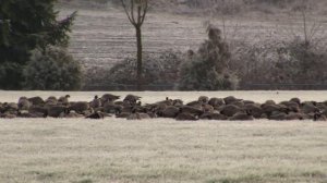 Canada Geese; Cold Morning; USA. Канадские казарки; холодное утро; США (2167sp)