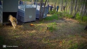 100 Самых Трогательных Моментов С Животными Снятых На Камеру