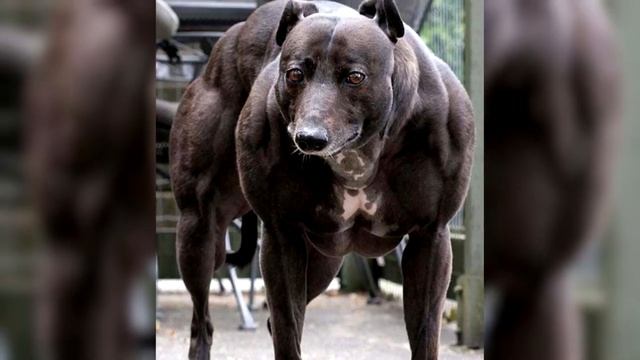 САМЫЕ НЕОБЫЧНЫЕ СОБАКИ В МИРЕ