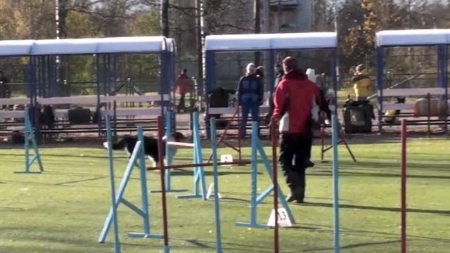 Соревнования по аджилити 27.10.12 г. СПб Пискаревская v10