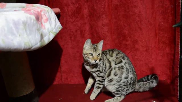 Бенгальская девочка 3 мес. смотреть онлайн