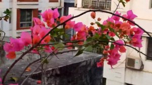 Bougainvillea glabra🍂