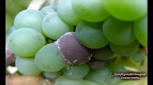 ? Чтобы не остаться СОВСЕМ без УРОЖАЯ не пропусти ЭТУ НЕЗАМЕТНУЮ болезнь винограда. СЕРАЯ ГНИЛЬ!