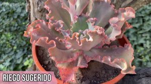 ECHEVERIA CURLS | Cuidados