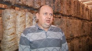 Зимние грибы. Благовещенские фермеры начали выращивать новые виды  вешенок.