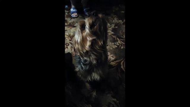 6 фактов о йорках смотреть онлайн