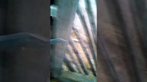 Сигнализация на калитку своими руками за 88 гривен