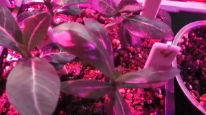 Результат роста  АДЕНИУМ  Obesum и Arabicum .  Прошло 2,5 месяца после посадки