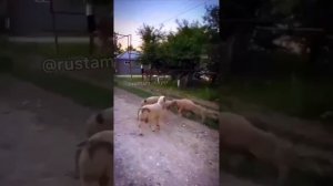 Джавид: В Мире Животных (новая озвучка)