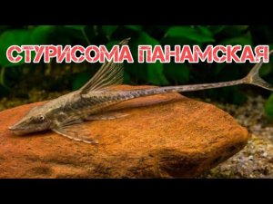 СТУРИСОМА ПАНАМСКАЯ. СОДЕРЖАНИЕ И РАЗВЕДЕНИЕ В АКВАРИУМЕ