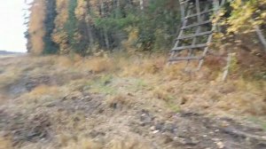 Белые Грибы Боровики в Беларуси. Грибы 2022. Сбор грибов. Октябрь