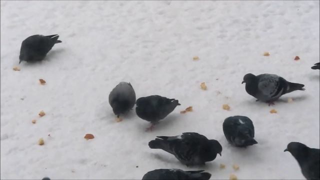 Соседи опять кидают хлеб голубям (Neighbors feed the Pigeons again) смотреть онлайн