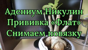 Прививки адениумов. Способ 1-й, прививка «Флат». Как выглядит в приросте. Снимаю повязку. 14.02.24 г