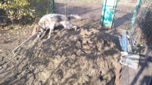 чехословацкий волчак впервые увидела гору песка #чехословацкийвлчак #чехословацкийволчак