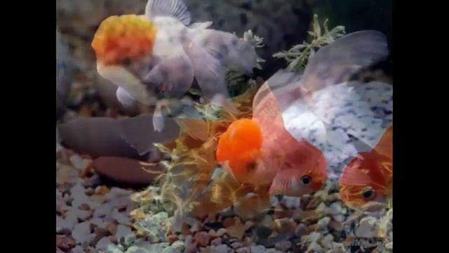 Мое слайд-шоу рыбки смотреть онлайн