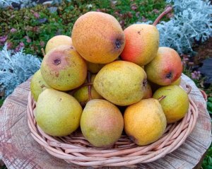 Марта - сорт груши