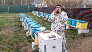 Изоляция это селекция Маток#пчеловодство#пасека#изолятор#малыхин#зимовкапчёл#весенний старт#пчёлы