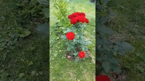 РОЗА БОТЭРО ?? И РОЗА ОМАЖ Э БАРБАРА ПЕРВОГОДКИ ИЗ НЬЮ ДЖЕРСИ???.