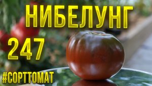 247 Нибелунг, Видеообзор экзотических томатов. Сорттомат